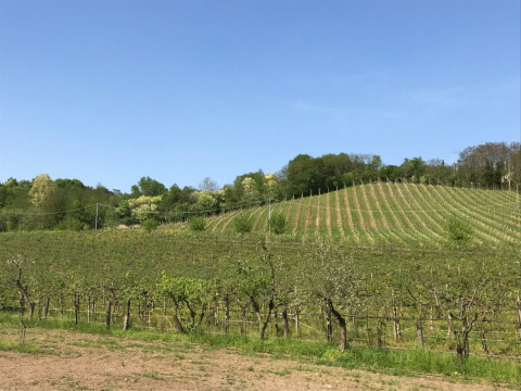 Vineyard and rolling green hills under a clear blue sky at Agriturismo Le Sorgive e Le Volpi, Lombardy, Italy.