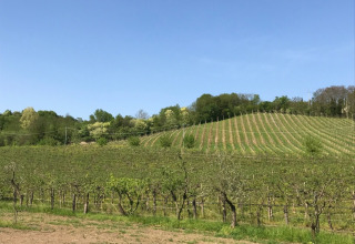 Wijngaard en glooiende groene heuvels onder een blauwe lucht bij Agriturismo Le Sorgive e Le Volpi, Lombardije.