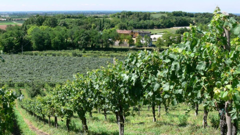 Lush vineyards and rustic buildings at Agriturismo Le Sorgive e Le Volpi holiday park in Lombardy, Italy.