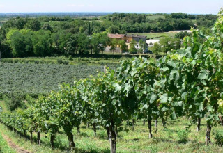 Weinberge mit grünen Reben und Bauernhäusern bei Agriturismo Le Sorgive e Le Volpi in der Lombardei, Italien.