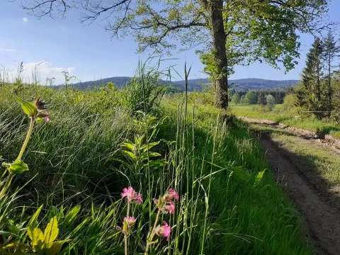 Sentiero panoramico con fiori selvatici e verde al campeggio Les Trexons nel Grand Est, Francia.