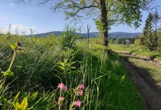 Sentiero panoramico con fiori selvatici e verde al campeggio Les Trexons nel Grand Est, Francia.