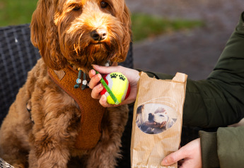 Ein brauner Hund mit Geschirr sitzt auf einem Stuhl, während eine Person Ball und Leckerlitasche hält.