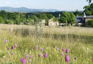 Landskab ved Domaine de Pradines i Occitanie, Frankrig, med vilde blomster og bygninger i baggrunden.