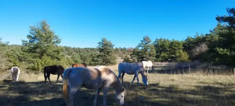Paarden grazen op een zonnig veld omgeven door dennenbomen in Domaine de Pradines, Occitanie, Frankrijk.