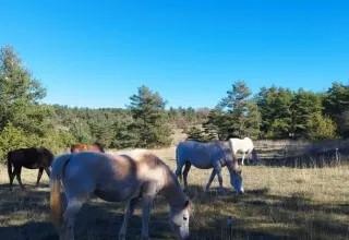 Horses grazing in a sunny field surrounded by pine trees at Domaine de Pradines, Occitanie, France.