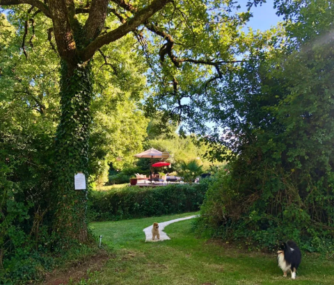 Cane e gatto si rilassano nel verde vicino a un salotto da esterno al Mas du Midi in Occitania, Francia.
