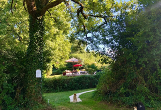 Cane e gatto si rilassano nel verde vicino a un salotto da esterno al Mas du Midi in Occitania, Francia.