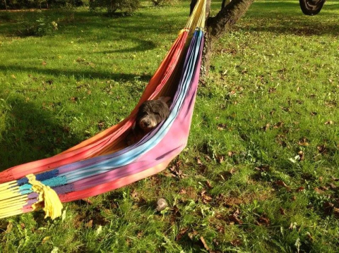 En hund ligger afslappet i en farverig hængekøje på græsset ved Safaritent på Campingplads Mas du Midi.