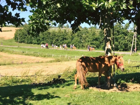Cheval brun à l’ombre sous un arbre, cavaliers en arrière-plan au Domaine d' Essendieras, en France.