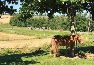 Caballo marrón bajo la sombra de un árbol y personas montando a caballo en Domaine d' Essendieras, Francia.
