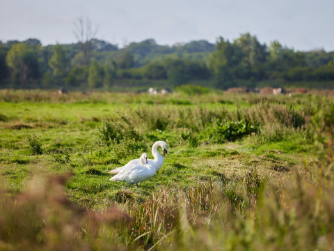 Twee zwanen staan in een groene weide bij BoerenBed College Farm, een vakantiepark in Oost-Engeland.