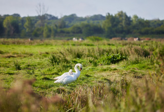 Dos cisnes en un prado verde en BoerenBed College Farm, un parque vacacional en el este de Inglaterra.