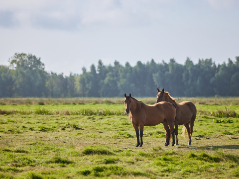 Twee bruine paarden staan in een groene weide bij BoerenBed College Farm, een vakantiepark in Oost-Engeland.