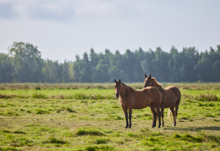 Dos caballos marrones de pie en un campo verde en BoerenBed College Farm, parque vacacional en el este de Inglaterra.