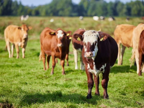 Des vaches broutent à BoerenBed College Farm, un parc de vacances situé dans l'est de l'Angleterre.