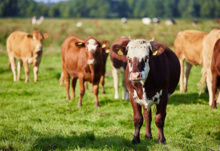 Mucche al pascolo a BoerenBed College Farm, un villaggio vacanze nell'est dell'Inghilterra, Regno Unito.