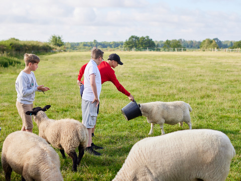 Des enfants nourrissent des moutons à BoerenBed College Farm, un parc de vacances à l’est de l’Angleterre.