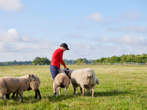 Kind in rotem Pullover füttert Schafe auf einer Wiese bei BoerenBed College Farm, Ostengland.