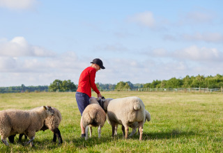 Barn i rød trøje fodrer får på en eng ved BoerenBed College Farm, feriepark i det østlige England.