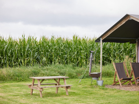 Træbænk, telt og solsenge under åben himmel med udsigt til en majsmark på BoerenBed College Farm.