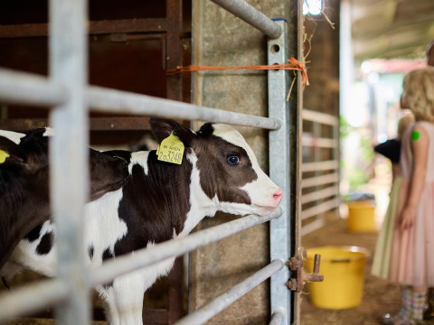 A calf with an ear tag stands in a pen at BoerenBed Billingsmoor Farm holiday park in South West England.