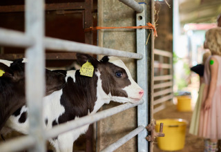 A calf with an ear tag stands in a pen at BoerenBed Billingsmoor Farm holiday park in South West England.