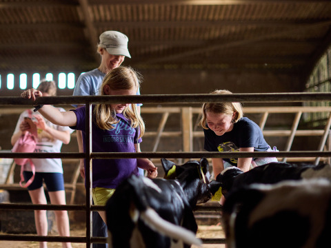 Des enfants caressent des veaux dans une grange à BoerenBed Billingsmoor Farm, parc de vacances en Angleterre.