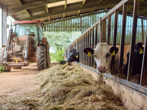 Kälber fressen Heu im Stall, Traktor im Hintergrund, BoerenBed Billingsmoor Farm in Südwestengland.