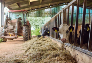 Kalfjes eten hooi in een stal met een tractor op de achtergrond bij BoerenBed Billingsmoor Farm, Zuidwest-Engeland.
