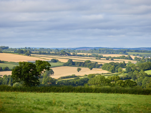 Champs vallonnés et haies verdoyantes à BoerenBed Billingsmoor Farm, Sud-Ouest de l’Angleterre, Royaume-Uni.