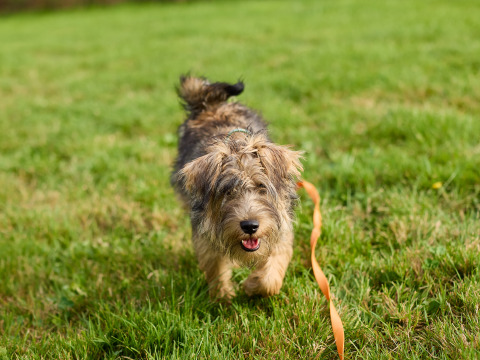 A fluffy puppy walks on green grass with an orange leash at BoerenBed Billingsmoor Farm, South West England.