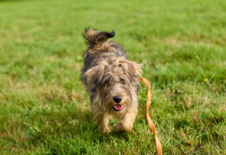 Un cachorro peludo camina sobre el césped con una correa naranja en BoerenBed Billingsmoor Farm, suroeste de Inglaterra.