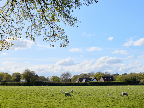 Groen veld met grazende schapen, bomen en huizen onder een blauwe lucht bij BoerenBed Foxglove farm.