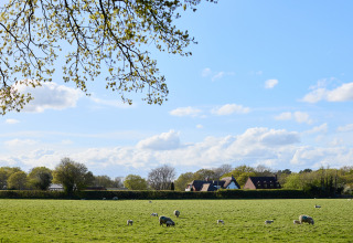 Groen veld met grazende schapen, bomen en huizen onder een blauwe lucht bij BoerenBed Foxglove farm.