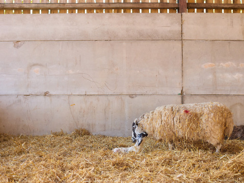 Schaap met pasgeboren lam in de stal bij BoerenBed Foxglove Farm, vakantiepark in Zuidoost-Engeland, VK.