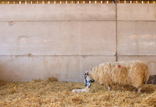 Schaap met pasgeboren lam in de stal bij BoerenBed Foxglove Farm, vakantiepark in Zuidoost-Engeland, VK.