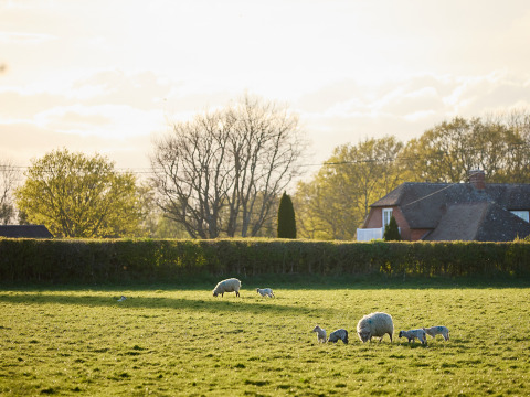 Schapen en lammeren grazen op een weiland bij een huis op BoerenBed Foxglove farm, Zuidoost-Engeland.