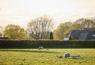 Schapen en lammeren grazen op een weiland bij een huis op BoerenBed Foxglove farm, Zuidoost-Engeland.