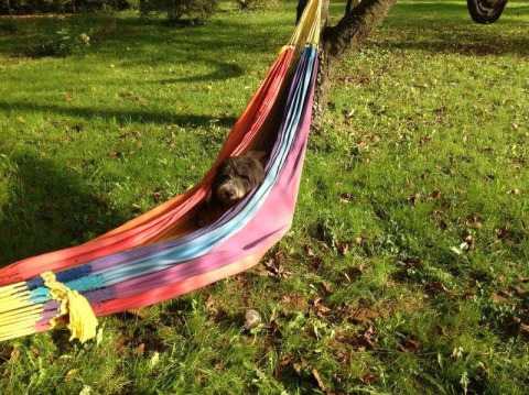 Ein Hund entspannt sich in einer bunten Hängematte auf einer grünen Wiese unter einem Baum bei einem Safarizelt.
