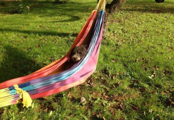 Un perro descansa en una colorida hamaca sobre césped verde bajo un árbol, junto a una tienda tipo safari.