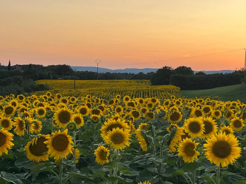 Alba su un grande campo di girasoli nel villaggio vacanze Camp Redon in Occitania, Francia.