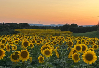 Alba su un grande campo di girasoli nel villaggio vacanze Camp Redon in Occitania, Francia.