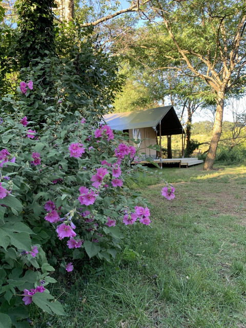 Tente safari au camping Camp Redon en France avec des arbres et fleurs violettes en avant-plan.