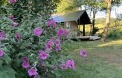 Tente safari au camping Camp Redon en France avec des arbres et fleurs violettes en avant-plan.