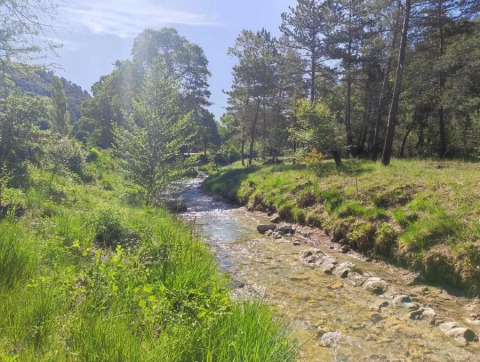 Ruscello limpido tra alberi e prati verdi al campeggio Le Moulin de Cost in Auvergne-Rhône-Alpes.