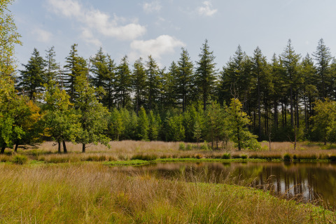 Naturfoto fra Eco Boslodge Jacuzzi på Estate De IJsvogel, Holland, med skov og dam under blå himmel.
