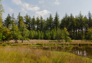 Waldlandschaft mit Teich bei Eco Boslodge Jacuzzi im Anwesen De IJsvogel, Niederlande, unter blauem Himmel.