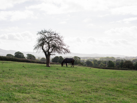 Weide bij BoerenBed Hollings Hill met een paard bij een boom in West Midlands, Verenigd Koninkrijk.