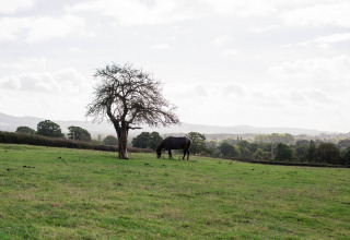 Weide bij BoerenBed Hollings Hill met een paard bij een boom in West Midlands, Verenigd Koninkrijk.